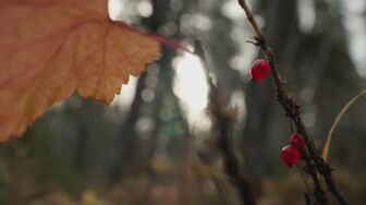Alone S13E08 1080p HEVC x265-MeGusta
